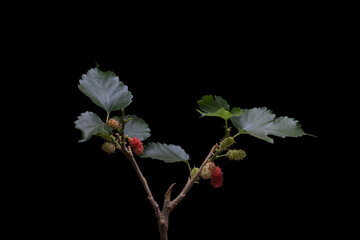 The mulberry fruit is ripe on the mulberry branches