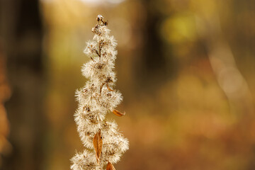 A cluster of fluffy autumn plants stands tall, glowing in soft sunlight, with a peaceful, blurred forest background.