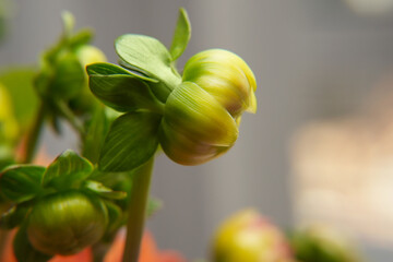 Orange Dahlia flower bud with a blurred background.Side view, Space for text. 
