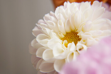 Dahlias are flowering plant renowned for their stunning blooms and diverse range of colors, shapes, and sizes. Side view. Space for text. Banner.
