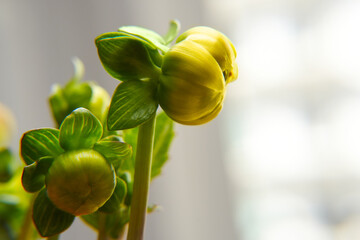 Beautiful flower bud with blurry background. Spring Dahlia flower bud natural view.Side iew. Space for text. 