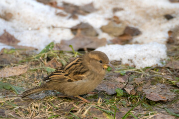 sparrow on the ground eats a green leaf
