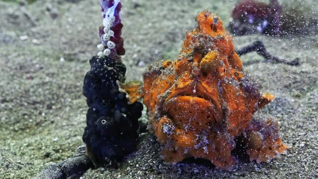 Frog Fish in Close up Shot on the Black Sand, muck dive - Bunaken and Siladen Reef, in the North Sulawesi in Indonesia