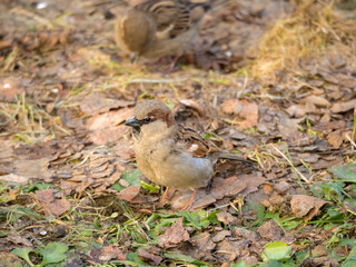 portrait of a sparrow in spring