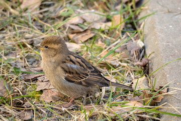 portrait of a sparrow