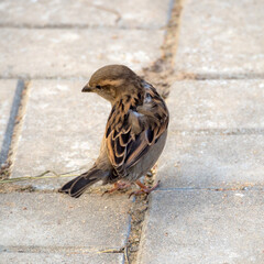 portrait of a sparrow