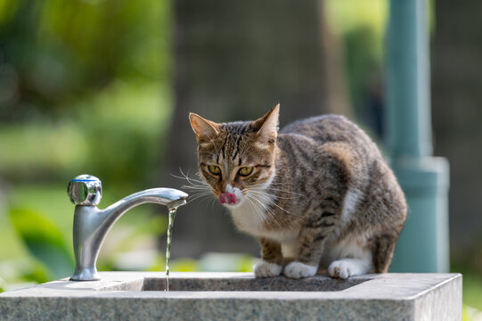 Outdoors, cat drinking from faucet on sink