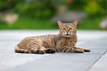 Fototapeta premium Outdoors, kitten on the ground
