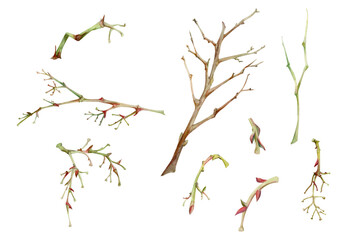 Tree, berry or bush branch twig with no leaves, early spring, late autumn or winter, green stalks, buds. Botanical illustration set hand drawn in watercolor, isolated on white. Wedding, florist shop. © Elena