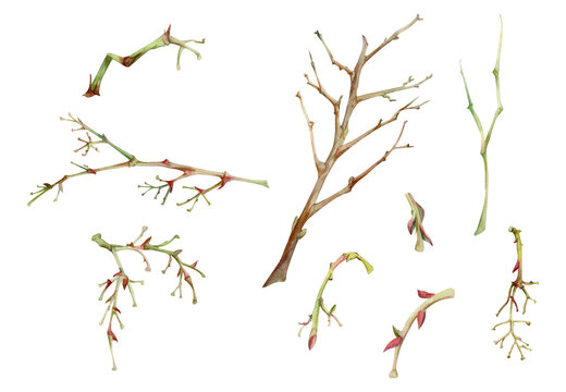 Tree, berry or bush branch twig with no leaves, early spring, late autumn or winter, green stalks, buds. Botanical illustration set hand drawn in watercolor, isolated on white. Wedding, florist shop.