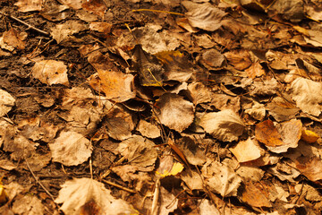 A carpet of fallen, golden leaves rests gently on the forest floor, embodying the peacefulness of autumn.