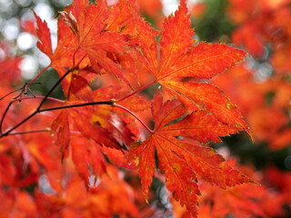 red leaves in autumn of maple tree, fall foliage in november 