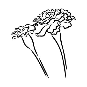 recommend clip art: Hand drawn Marigold Flower Sketch Illustration Engraving Woodcut Vintage Style Vector Line Art