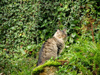 Cat with tabby fur, siiting in the gardenwith closed eyes. Tiredness concept. domestic animal. 