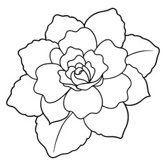 Begonia-line-art-on-white-background