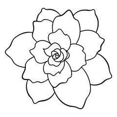 Obraz premium Begonia-line-art-on-white-background