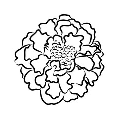 Hand drawn Marigold Flower Sketch Illustration Engraving Woodcut Vintage Style Vector Line Art