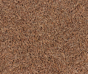 close up of caraway seed isolated on white background 