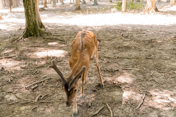 Graceful Fawn Exploring a Sunlit Forest Clearing