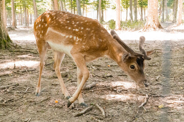 Young Male Fallow Deer Grazing in Sunlit Forest Clearing