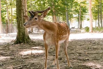 Majestic Young Buck in Natural Woodland Habitat