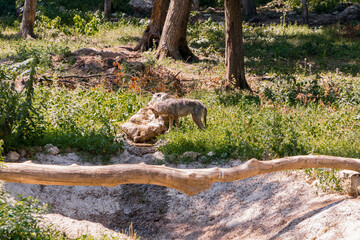A Gray Wolf on a Warm Sunny Day in a Natural Forest Environment