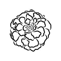 Hand drawn Marigold Flower Sketch Illustration Engraving Woodcut Vintage Style Vector Line Art