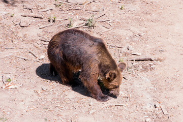 A Brown Bear Foraging on the Forest Floor