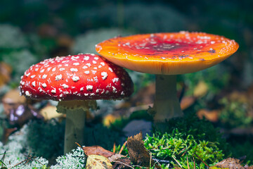 Mature Amanita Muscaria, Known as the Fly Agaric or Fly Amanita: Healing and Medicinal Mushroom...