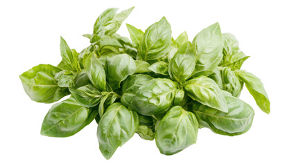 Fototapeta premium Bunch of Basil greens leaves isolated on a transparent background PNG