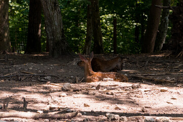 Serene Spring Fawn Resting in Sun-Dappled Forest Clearing
