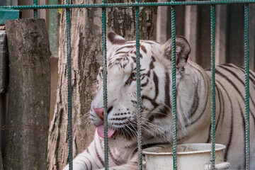 Majestic White Tiger Captured Behind Bars in a Captive Environment