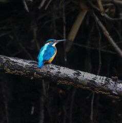 Vibrant kingfisher on a branch