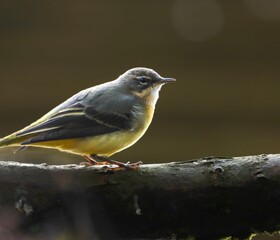 Yellow wagtail perched on a branch