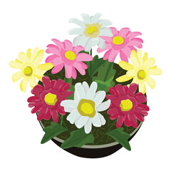 daisies in pot