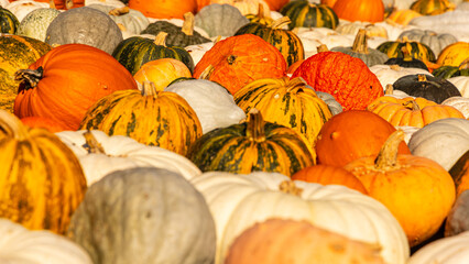 Close up photo of variety of pumpkins, pumpkin patch, gourd, autumn, fall, harvest, farm,...