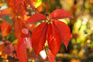 Red leaves of Parthenocissus quinquefolia, known as Virginia creeper, Victoria creeper, five-leaved...