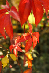 Fototapeta premium Red leaves of Parthenocissus quinquefolia, known as Virginia creeper, Victoria creeper, five-leaved ivy, or five-finger 