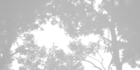 Abstract background of tree leaves or coconut leaves. Natural pattern, gray shadow. Copy space or empty.