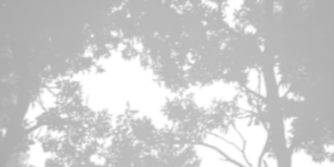 Abstract background of tree leaves or coconut leaves. Natural pattern, gray shadow. Copy space or empty.