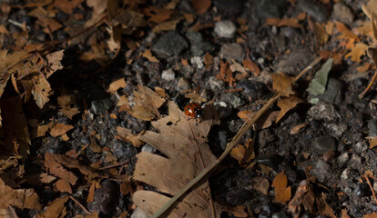 Ladybug on an autumn leaf close-up
