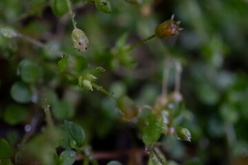 branches, leaves, seeds and flowers of plants in raindrops, macro foto