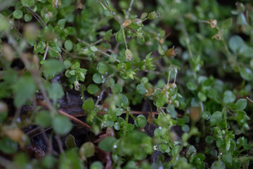 Obraz premium branches, leaves, seeds and flowers of plants in raindrops, macro foto