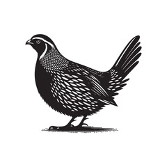 Vector Silhouette of Quail Bird on White Background.