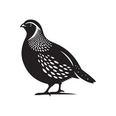 Vector Silhouette of Quail Bird on White Background.