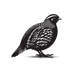 Vector Silhouette of Quail Bird on White Background.