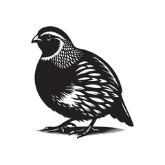 Quail Bird Vector Silhouette on Clean White Background.