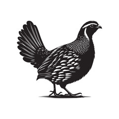 Simple Quail Bird Silhouette Vector Illustration.