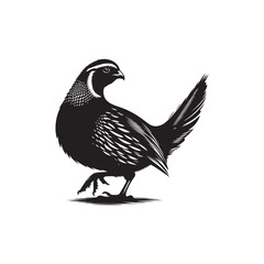 Fototapeta premium Detailed Quail Bird Silhouette Vector on White.