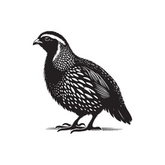 Vector Illustration of Quail Bird Silhouette on White.